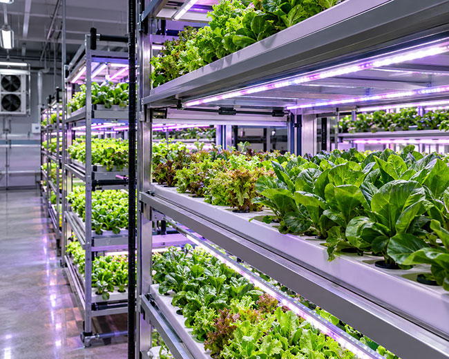 Grow Lights
